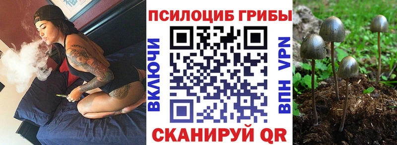 blacksprut ссылки  Дигора  Псилоцибиновые грибы Cubensis 